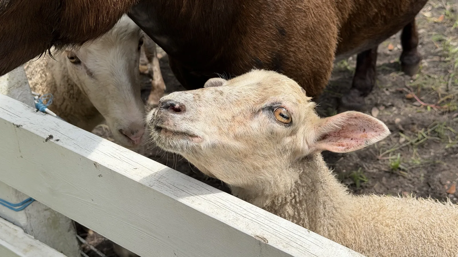 A sheep looking up over a white fence, with another sheep beside it